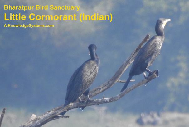 Cormorant Indian (21) Coming Soon